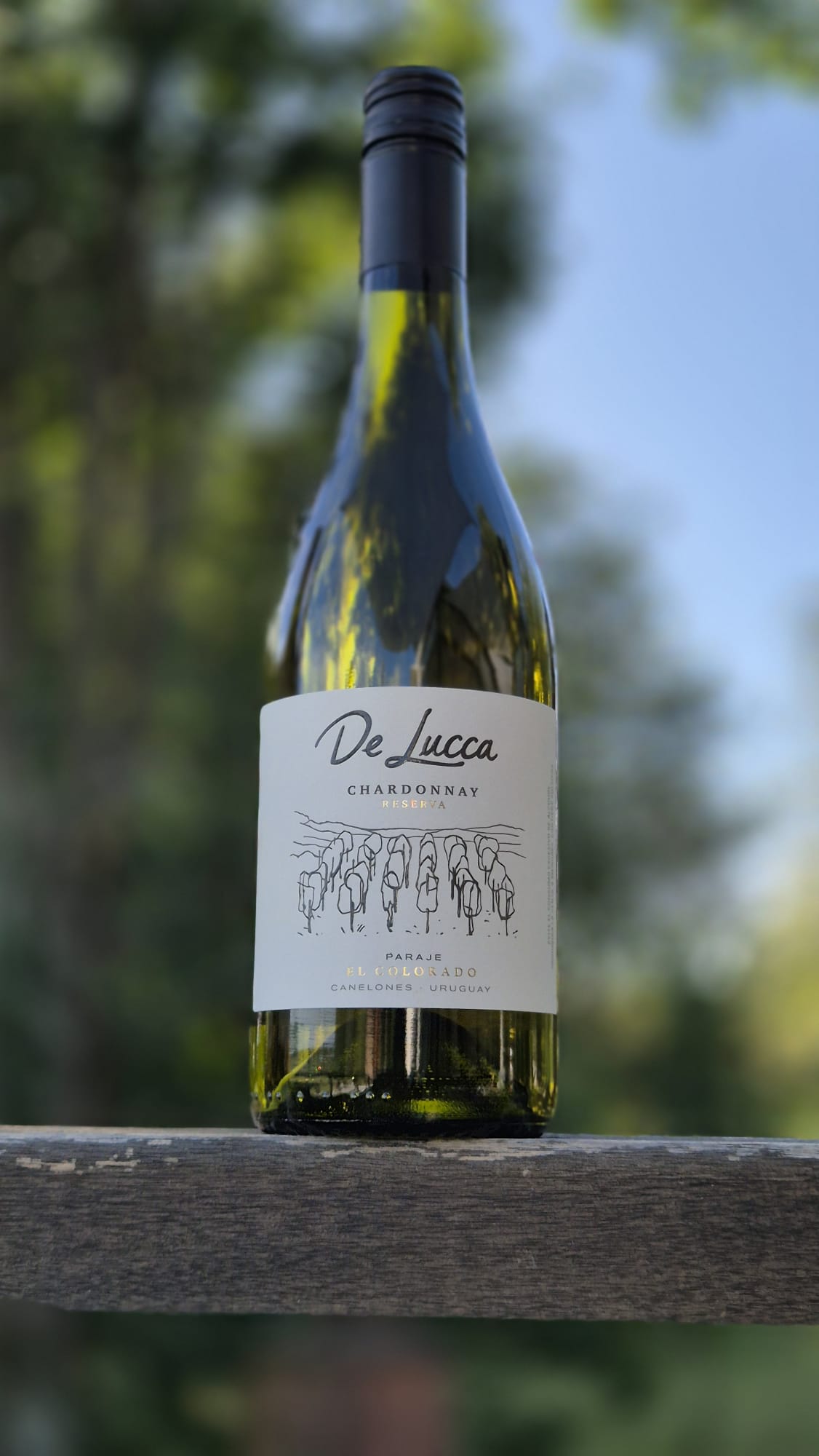 Chardonnay