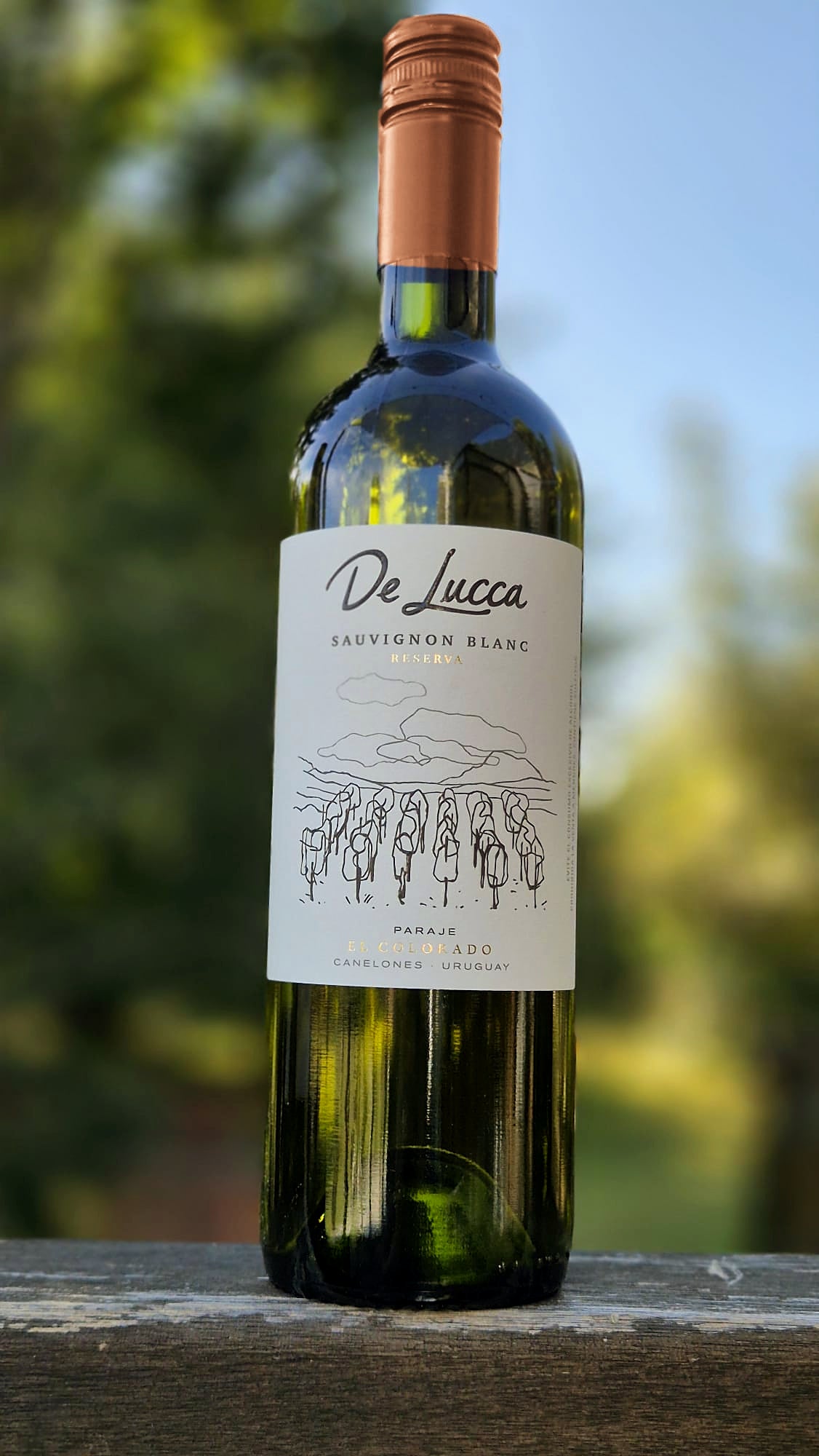 Sauvignon Blanc Reserva
