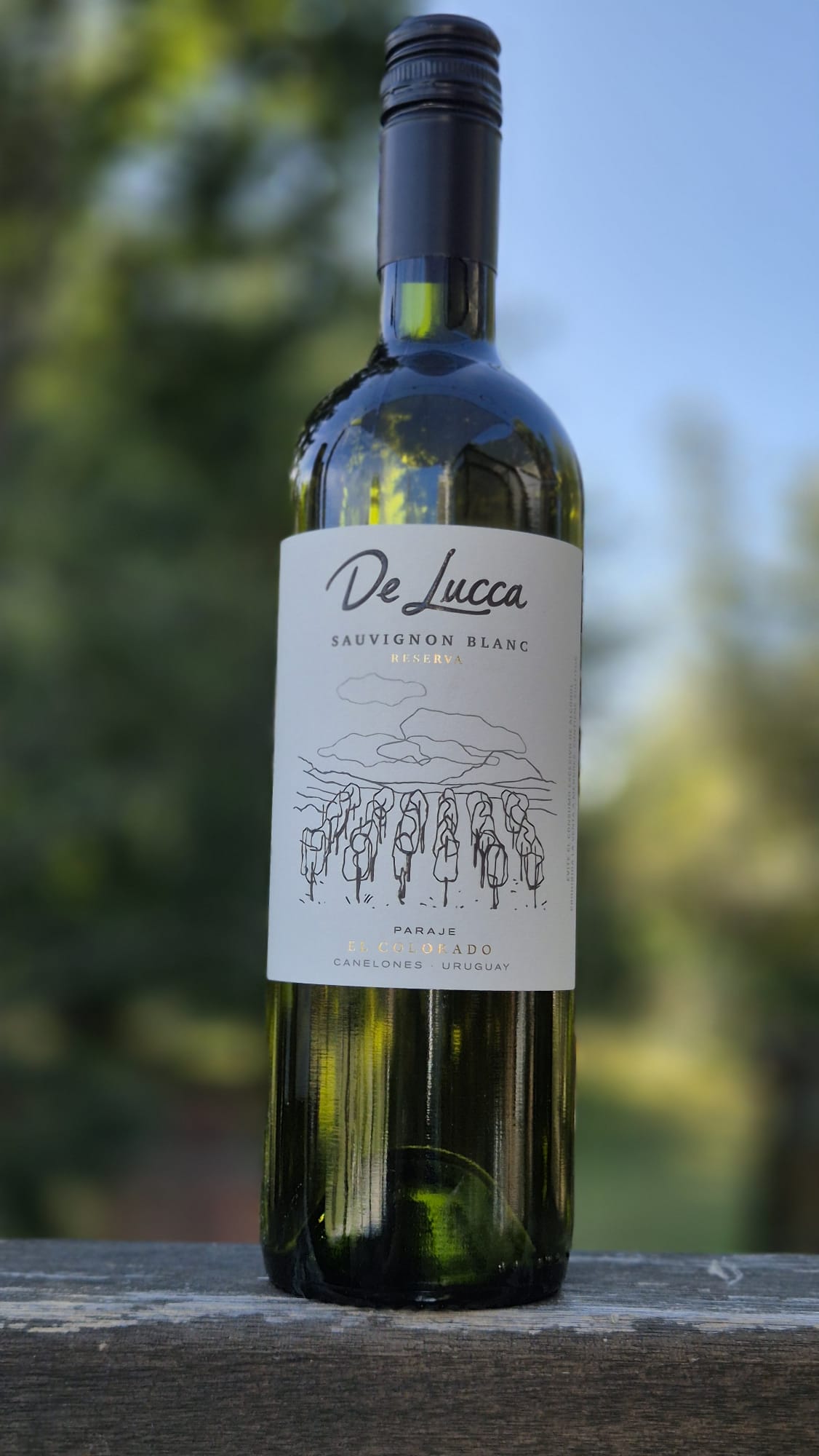 Sauvignon Blanc